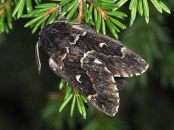 Cosmotriche lobulina D. & S. adulte - ©Philippe Mothiron