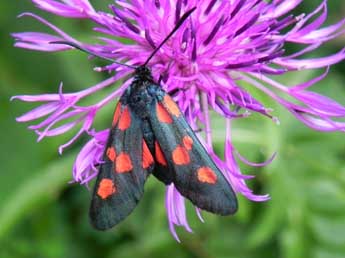 Zygaena lonicerae Scheven adulte - ©Philippe Mothiron