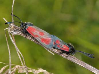 Zygaena loti D. & S. adulte - ©Philippe Mothiron