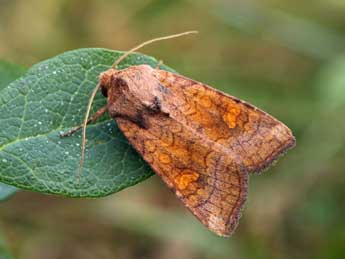 Amphipoea lucens Frr adulte - ©Daniel Morel