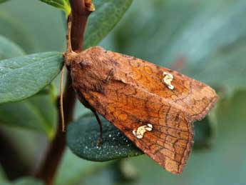 Amphipoea lucens Frr adulte - ©Daniel Morel