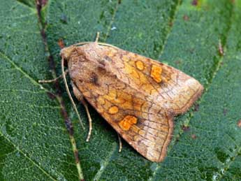 Amphipoea lucens Frr adulte - ©Daniel Morel