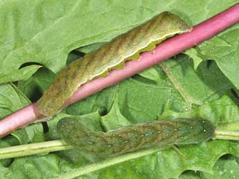  Chenille de Euplexia lucipara L. - ©Philippe Mothiron