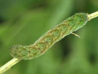  Chenille de Euplexia lucipara L. - ©Philippe Mothiron