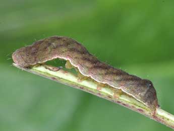  Chenille de Euplexia lucipara L. - Philippe Mothiron