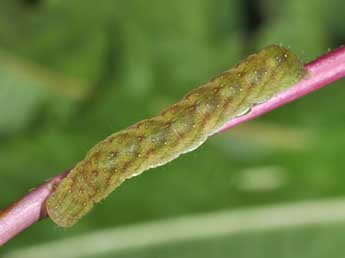  Chenille de Euplexia lucipara L. - ©Philippe Mothiron