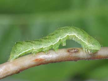  Chenille de Euplexia lucipara L. - Philippe Mothiron