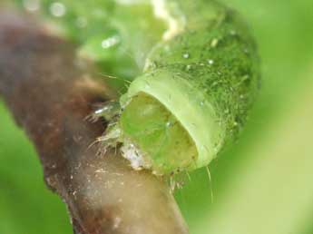  Chenille de Euplexia lucipara L. - Philippe Mothiron