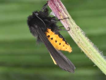 Epatolmis luctifera D. & S. adulte - Philippe Mothiron