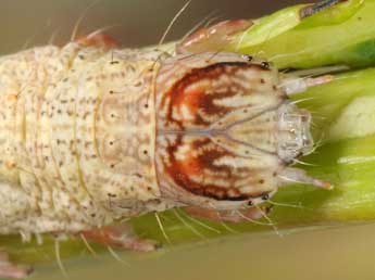  Chenille de Catocala lupina H.-S. - ©Wolfgang Wagner, www.pyrgus.de