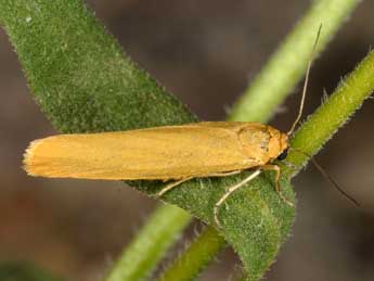 Indalia lutarella L. adulte - ©Wolfgang Wagner, www.pyrgus.de