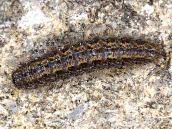  Chenille de Indalia lutarella L. - ©Wolfgang Wagner, www.pyrgus.de