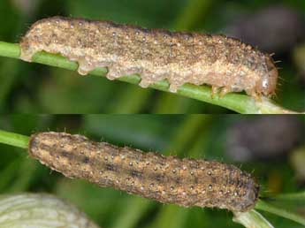  Chenille de Hadena luteocincta Rbr - Wolfgang Wagner, www.pyrgus.de