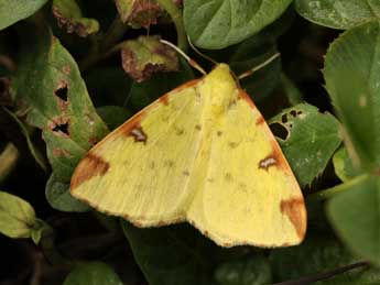 Opisthograptis luteolata L. adulte - Daniel Morel