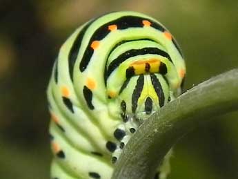  Chenille de Papilio machaon L. - Philippe Mothiron