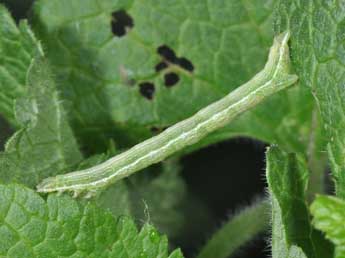  Chenille de Pseudopanthera macularia L. - Philippe Mothiron