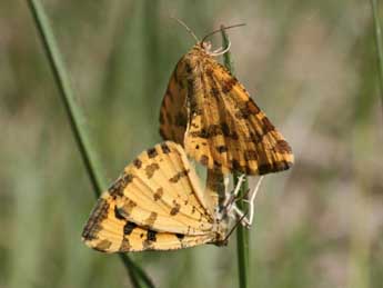 Pseudopanthera macularia L. adulte - Alex Corge