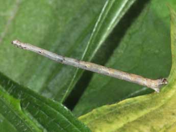  Chenille de Scopula marginepunctata Gze - Philippe Mothiron