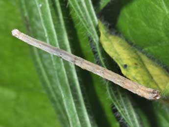  Chenille de Scopula marginepunctata Gze - Philippe Mothiron