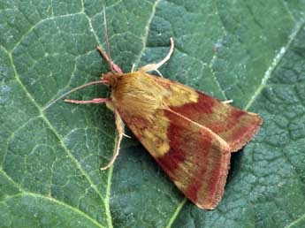 Heliothis maritima Grasl. adulte - Daniel Morel