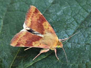 Heliothis maritima Grasl. adulte - Daniel Morel