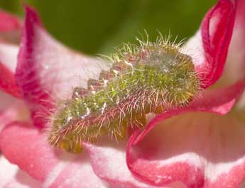  Chenille de Cacyreus marshalli Butler - ©Sandrine Gros