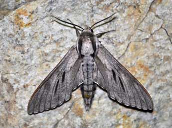 Hyloicus corsica Hax., Malic. & Roug. adulte - ©Antoine Lvque