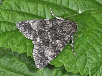 Acronicta megacephala D. & S. adulte - Philippe Mothiron