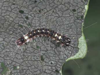  Chenille de Acronicta megacephala D. & S. - ©Philippe Mothiron