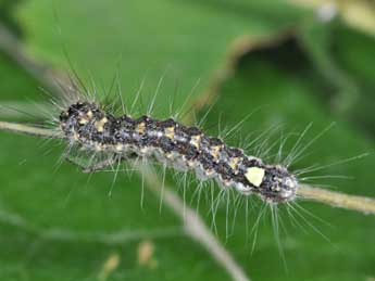  Chenille de Acronicta megacephala D. & S. - Philippe Mothiron