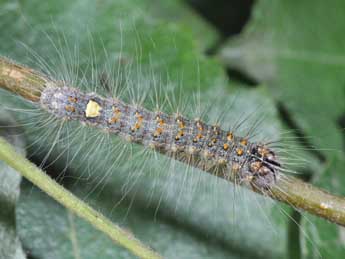  Chenille de Acronicta megacephala D. & S. - Philippe Mothiron