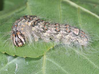  Chenille de Acronicta megacephala D. & S. - ©Philippe Mothiron