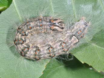  Chenille de Acronicta megacephala D. & S. - ©Philippe Mothiron