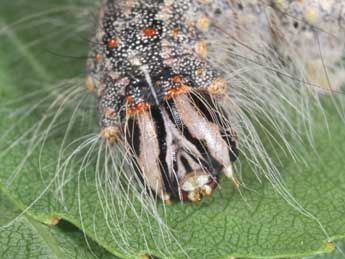  Chenille de Acronicta megacephala D. & S. - ©Philippe Mothiron