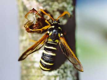 Eusphecia melanocephala Dalm. adulte - ©Daniel Morel