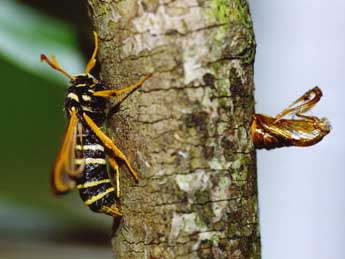 Eusphecia melanocephala Dalm. adulte - Daniel Morel