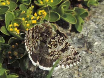 Anarta melanopa Thnbg adulte - ©Jean-Pierre Lamoline