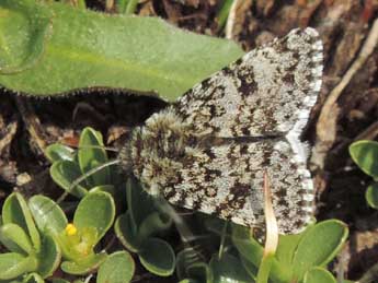 Anarta melanopa Thnbg adulte - Jean-Pierre Lamoline