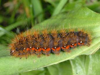  Chenille de Acronicta menyanthidis Esp. - ©Alexis Borges