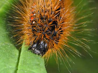  Chenille de Acronicta menyanthidis Esp. - ©Alexis Borges