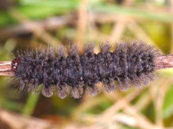  Chenille de Cybosia mesomella L. - ©Wolfgang Wagner, www.pyrgus.de