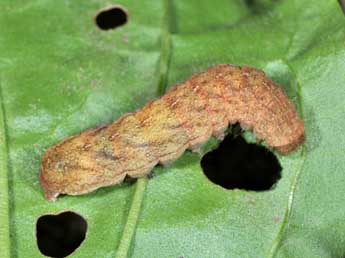  Chenille de Phlogophora meticulosa L. - Philippe Mothiron