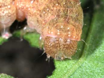  Chenille de Phlogophora meticulosa L. - ©Philippe Mothiron