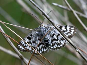 Euclidia mi Cl. adulte - ©Alex Corge