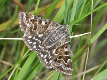 Euclidia mi Cl. adulte - ©Philippe Mothiron