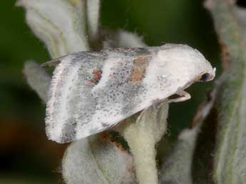 Eublemma minutata F. adulte - ©Wolfgang Wagner, www.pyrgus.de