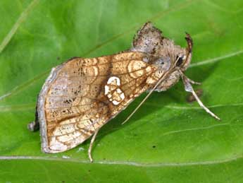 Polychrysia moneta F. adulte - ©Philippe Mothiron