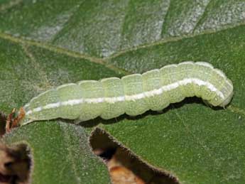  Chenille de Dryobotodes monochroma Esp. - ©Jean-Paul Coat