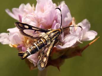 Pyropteron muscaeforme Esp. adulte - ©Daniel Morel