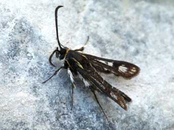 Pyropteron muscaeforme Esp. adulte - Daniel Morel